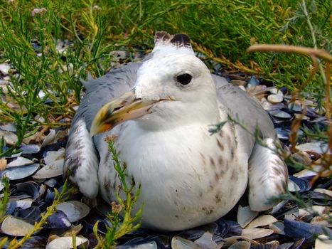 The seagull has a rest on a beach in seaweed