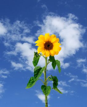 Sunflower in the blue sky