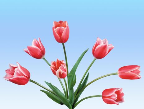 The red tulips over blue sky