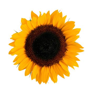 The isolated sunflower over white