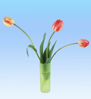 The red and yellow tulips over blue