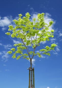 The green tree and blue sky