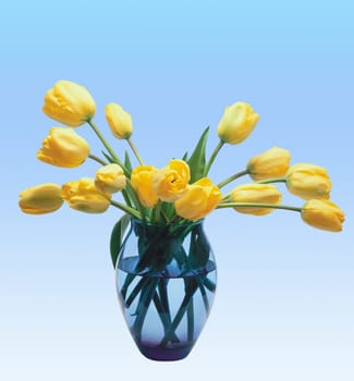 The yellow tulips over blue