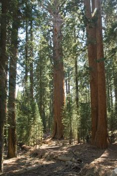 Sequoia National Park is a national park in the southern Sierra Nevada, east of Visalia, California