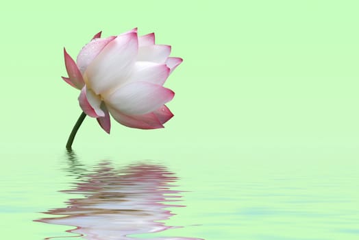 The water lily over green background