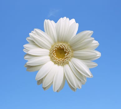 White daisy over blue sky