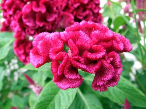 Flower - a red comb of the cock. A close up.