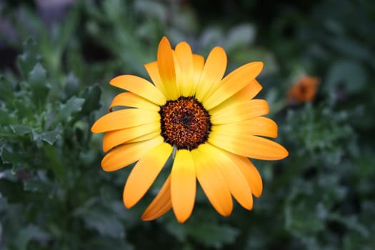 A beautiful orange daisy with bright petals