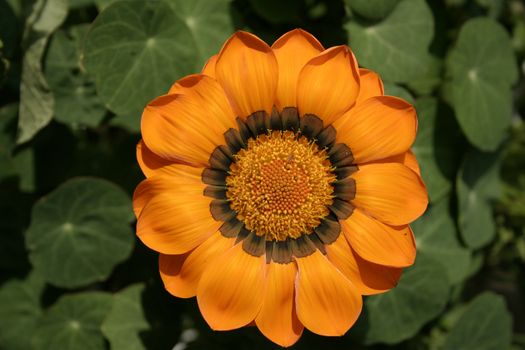 orange gazania detail