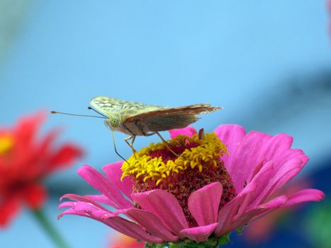 The greater butterfly on a pink flower