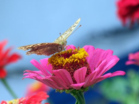 The greater butterfly on a pink flower2