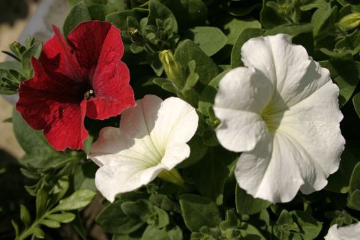 red and white petunia