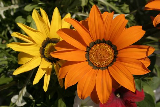 details of a orange and a yellow gazania