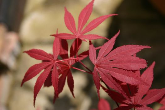 leaves of a japanese maple tree