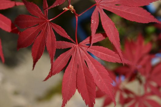 leaves of a japanese maple tree