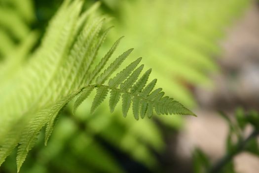 fern in the sunshine