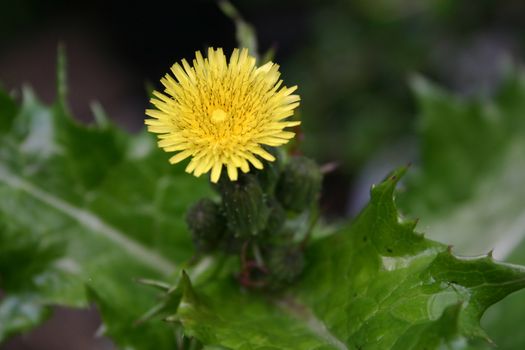 flower on the thistle plant