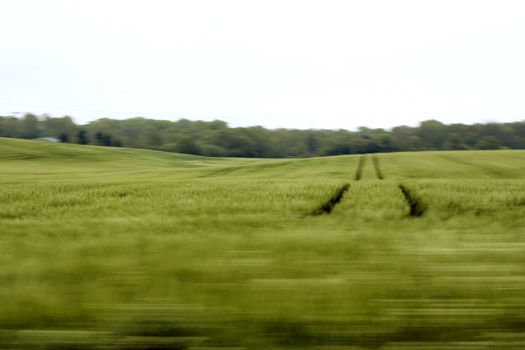 blurred wheat field as taken from a moving train