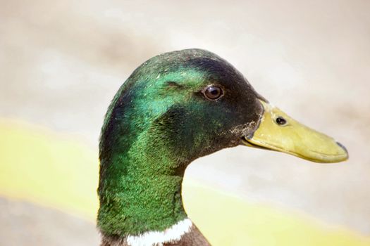 drake mallard ducks head