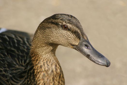 brown female mallard duck