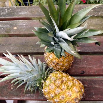 two fresh pineapples placed on a table