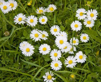 Lots of dasies growing wild.