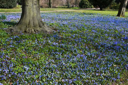 Blue flower tapestry under the trees in spring - horizontal image