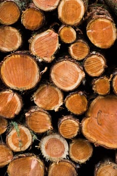 Pile of sawed young pine trees in the forest