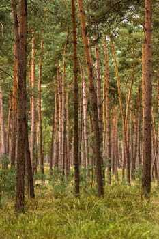 Forest of young and straight pine trees on sunny day in summer