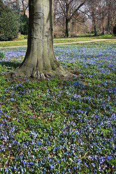 Blue flower tapestry under the trees in spring - vertical image