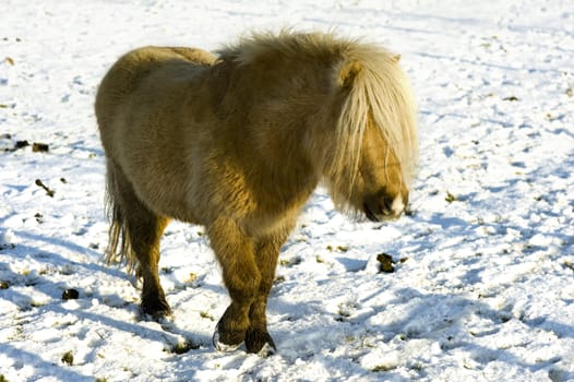 a shetland pony is walking in the snow on a sunny winterday