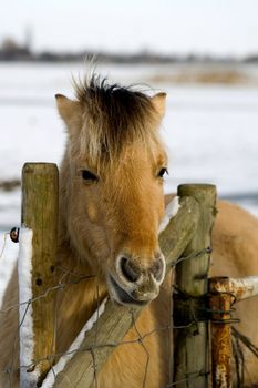 a horse by the fence on a sunny winterday