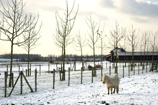 a shetland pony is walking in the snow on a sunny winterday