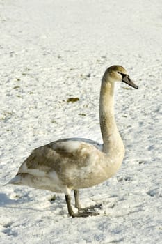 a white swan standing in the snow on a sunny winterday