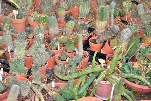 Group of various small cacti in a nursery.