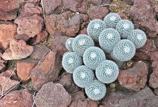 Close-up of a cactus Mammillaria hahniana surrounded by red rocks.