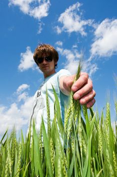 young man touches the hand green ears of rye