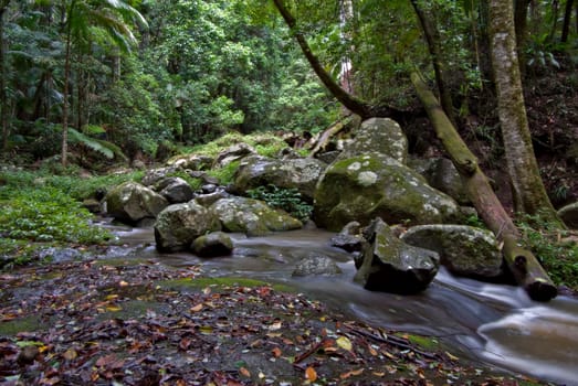 beuatiful rainforest of the world heritage listed border ranges national park