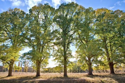 five tall trees in a row at sunrise