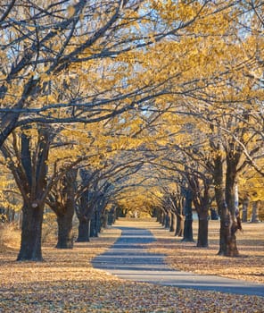 path through the trees at autumn time