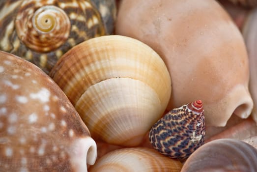 lots of diverse shells make a great background