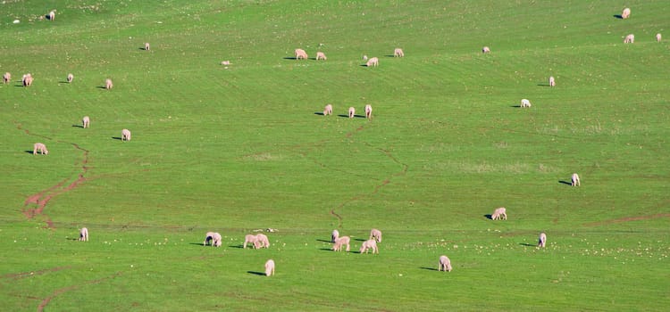 panoramic image of a herd of sheep in beautiful green field