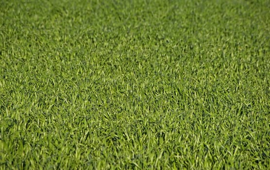 great image of a field of lush green grass