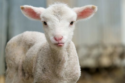cute lamb on the farm sticking its tongue out