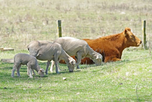 great image of three sheep and a cow on the farm