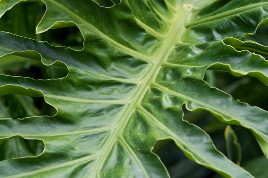 great image of a big green paml leaf