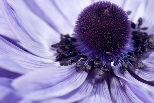 great image of a beautiful purple flower