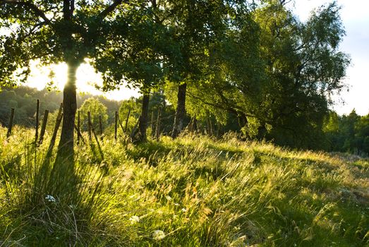 Trees on a meadow with evening sunlight that backlit the trees!