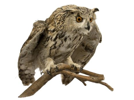 Eagle owl on a branch of a tree