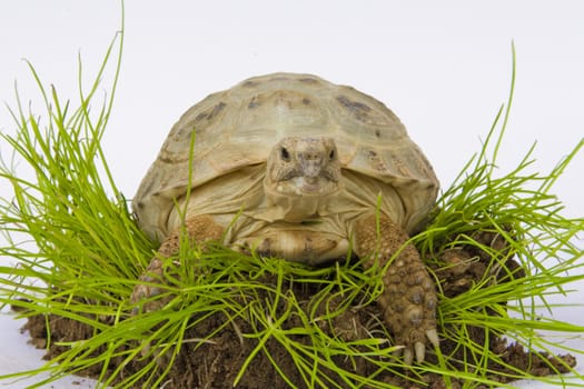 Turtle on a grass